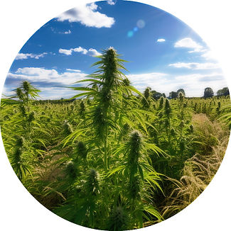 Hemp - Konopie - Konopí - Konope.jpg