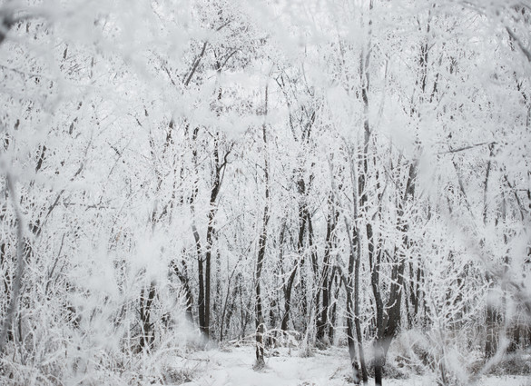 Winter Forest
