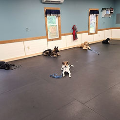 Advanced Obedience.jpeg