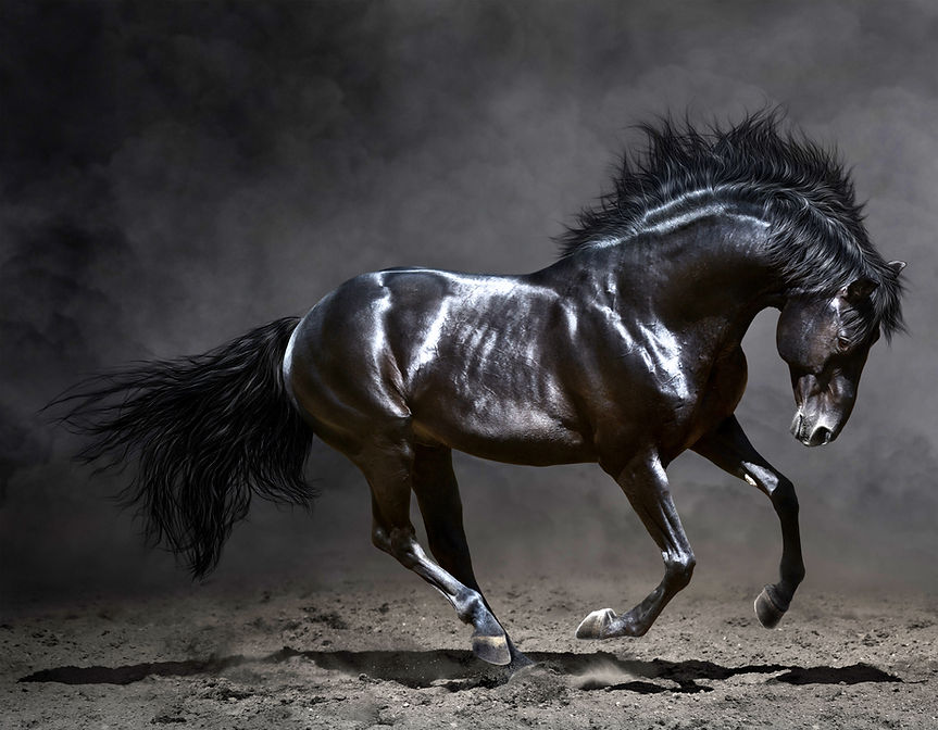 Beautiful_Black_Horse_Background.jpg
