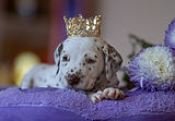 Gloriandus_His_Majesty-30days (8).JPG