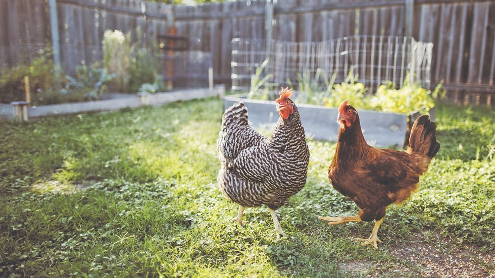 backyard hens.jpeg