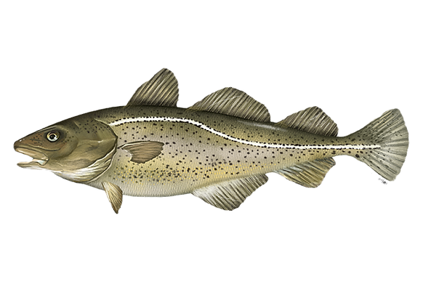 Codfish_edited.png