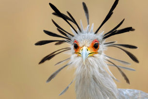 Birds of Serengeti