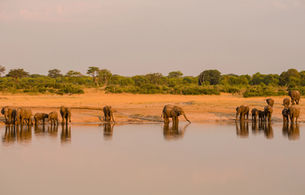 Incredible Facts About Serengeti Wildlife Migration Patterns