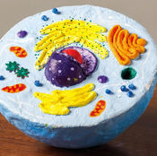 ScienceSculpt Educational Sculpting Project Kit