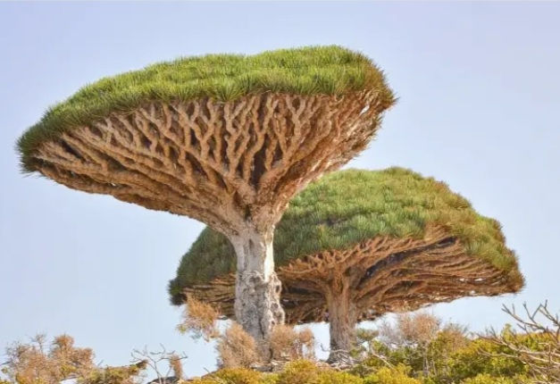 Planetary Tree Grid Ceremony: Dragons Blood