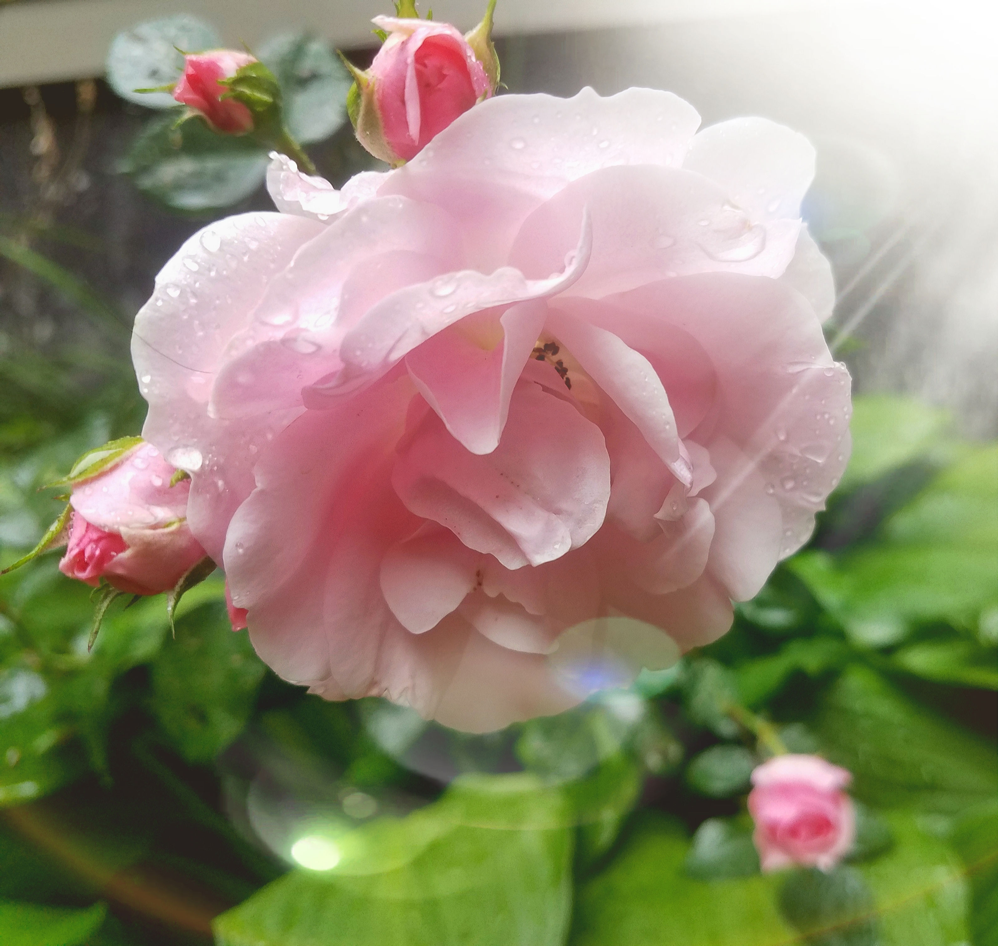 Pink Rose ~ I am Divine Love