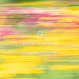 ICM-Summer-Flowers-Horiz.jpg
