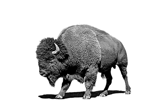 Buffalo ready to charge