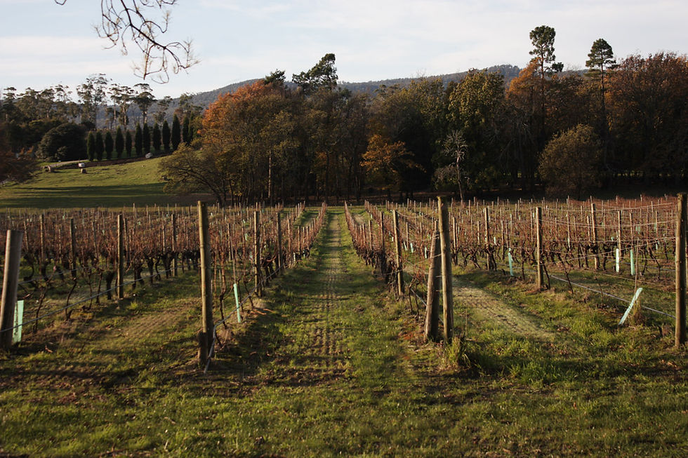 Holm Oak Vineyards
