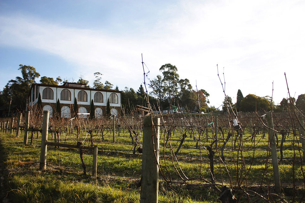 Marion's Vineyard