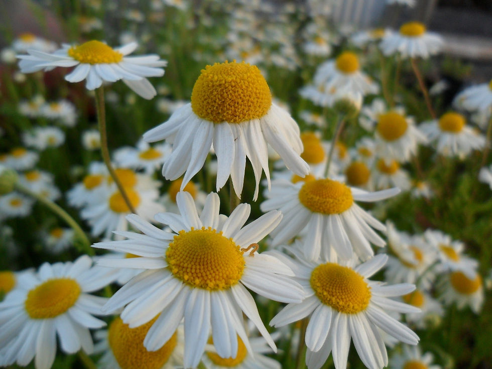 Open Gardens