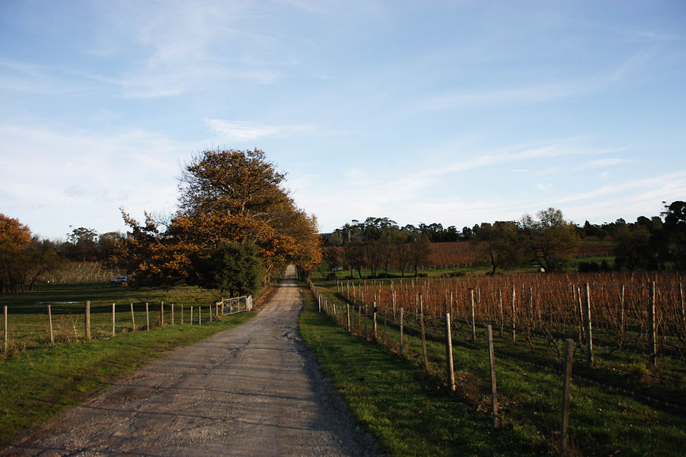 Holm Oak Vineyards