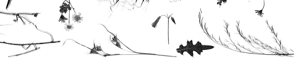 Weeds