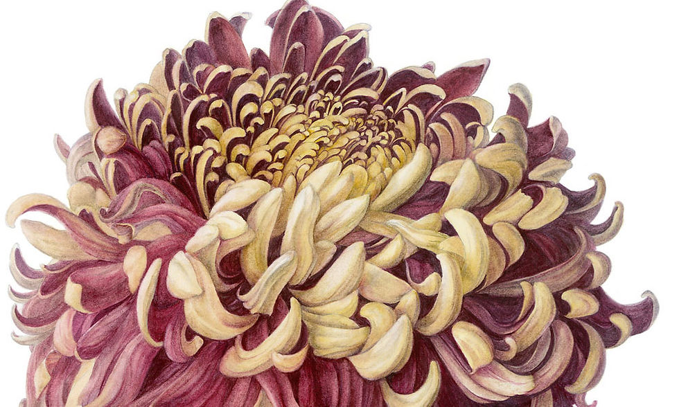 Jennifer Wilkinson
