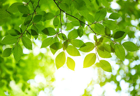 AdobeStock_43406039.jpeg