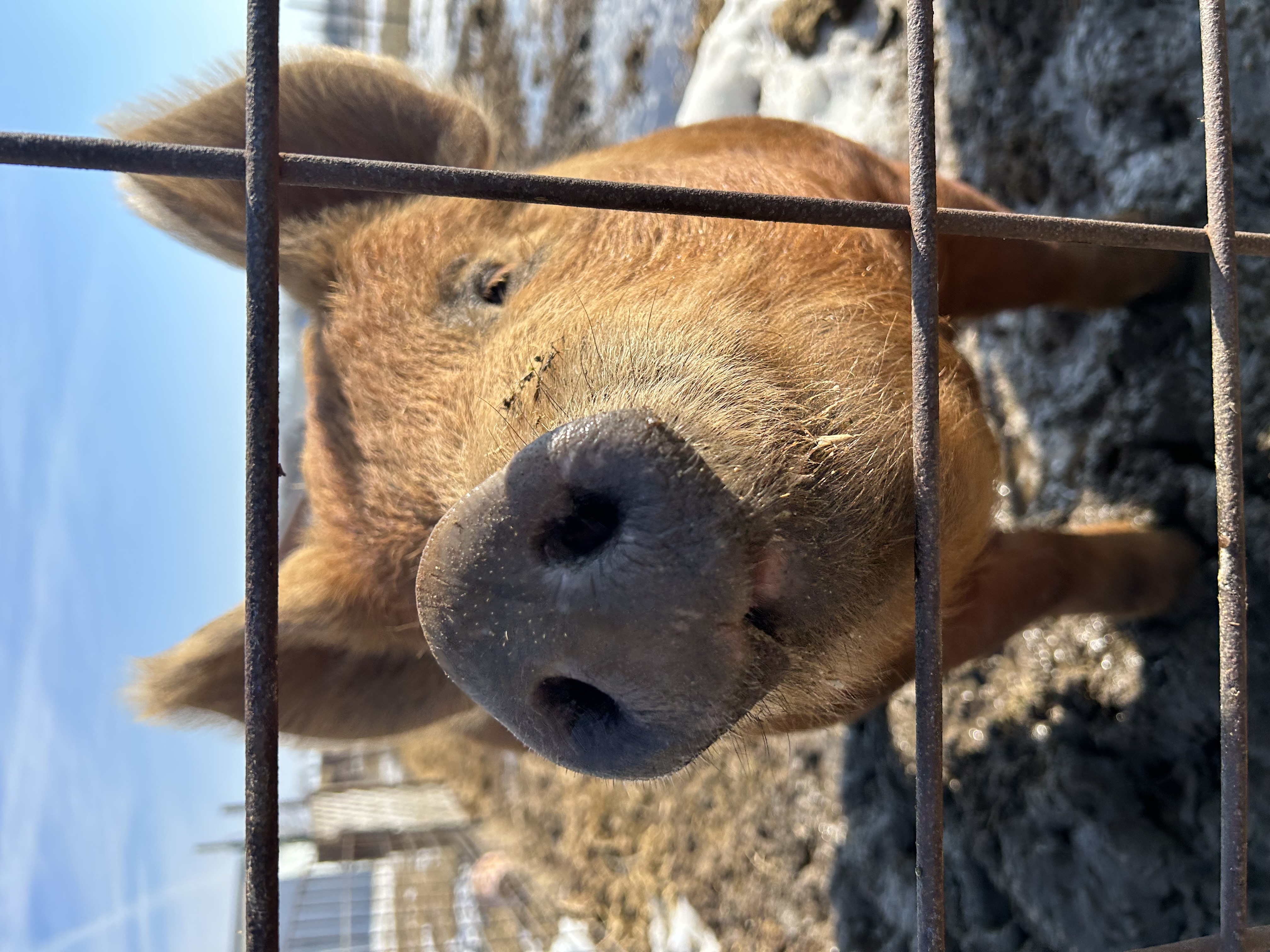 Writer: Firstwater Homestead
