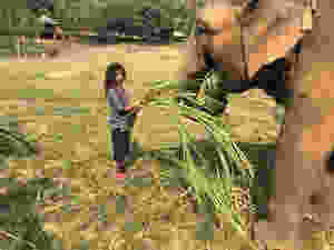 אלה, המשימתית, לאחר איסוף הקנים להאכלה