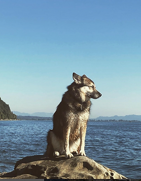 Hannah Robinson's dog in Bellingham, Washington