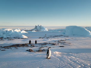 Best Time to Visit Antarctica