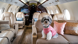 Pet Friendly Private Jet: Traveling in Comfort with Your Furry Companion
