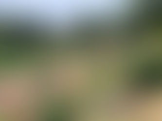 Government Botanical Garden Ooty - Must Visit Place