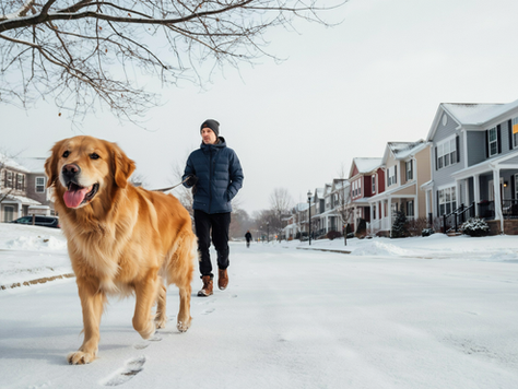 7 Cold-Weather Walking Essentials for Dogs