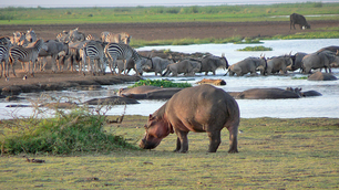 Experience the Wildest Zambia Safari Adventure on a Budget