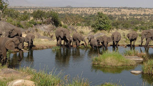 Best Time to Visit Africa’s Serengeti