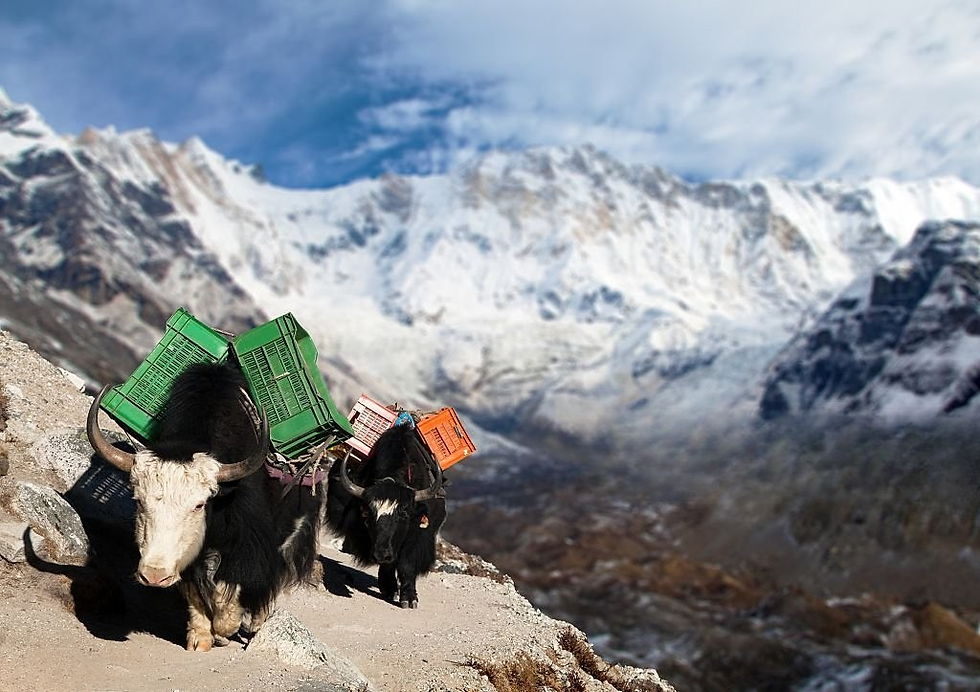 Top Things to See and Do in Nepal’s Annapurna Region