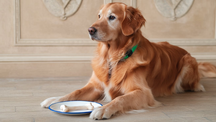 Can Dogs Eat Chicken Hearts?