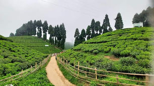 How to Reach Darjeeling from Delhi
