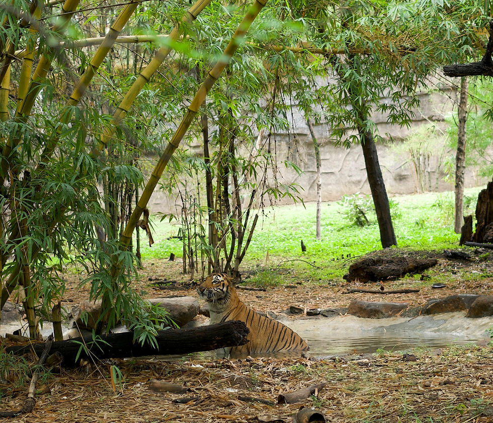 Rajiv Gandhi Zoological Park In Pune rajiv-gandhi-zoological-park-in-pune