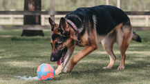 Are Gel Blaster Balls Toxic to Dogs?