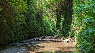 Best Time to Visit Redwood National Park
