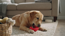 How to choose the best dog teething toy to save your furniture
