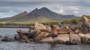 Best Time to Visit Galápagos