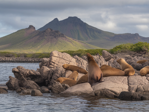 Best Time to Visit Galápagos