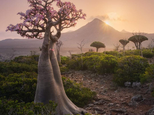 Yemen Travel Guide 2024: Everything You Need To Know