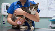 Does PU Surgery Shorten Cats Life?