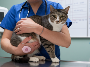 Does PU Surgery Shorten Cats Life?
