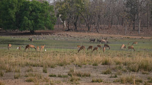 Where is Tadoba National Park: India's Tiger Haven
