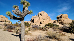 Best Time to Visit Joshua Tree National Park