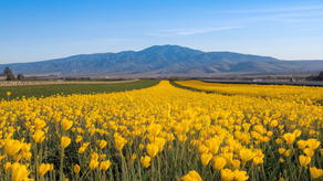 Best Time to Visit Carlsbad Flower Fields