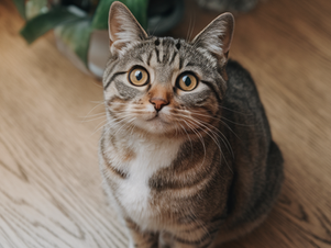 Do House Cats Need to Be Vaccinated?
