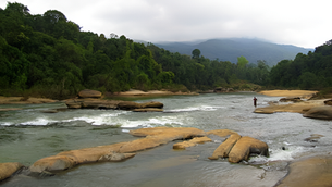 My Experience Exploring the Magical Durshet Forest