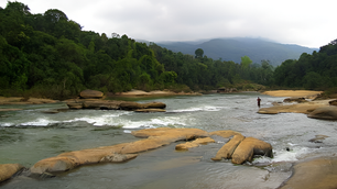 My Experience Exploring the Magical Durshet Forest