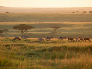 Why a Masai Mara Tour Is One of the Most Incredible Wildlife Experiences in the World