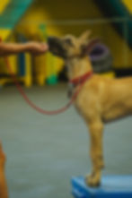 Group Class - Companion Dog Obedience Levels 1-2